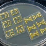 El MIT crea circuitos lógicos con colonias de bacterias impresas en agar