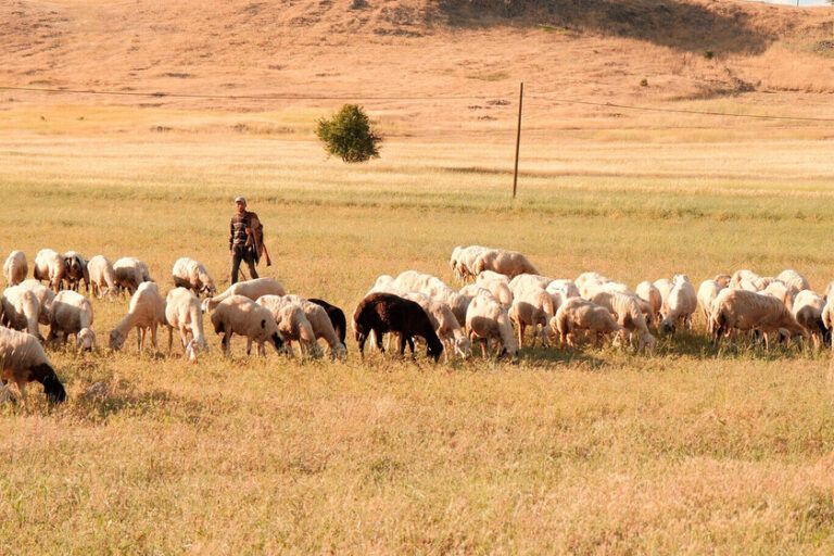 Pastores de La Rioja adelantan su jornada a las cinco por el calor extremo