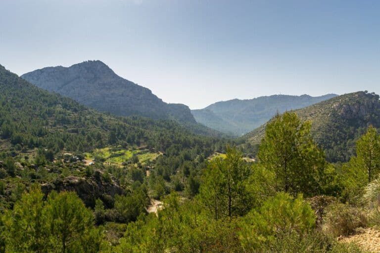 Mallorca estudia reforestar un millón de árboles para recuperar sus acuíferos Mallorca estudia reforestar un millón de árboles para recuperar sus acuíferos