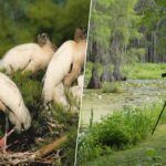 Un santuario privado de Florida protege a 275 cigüeñas de bosque