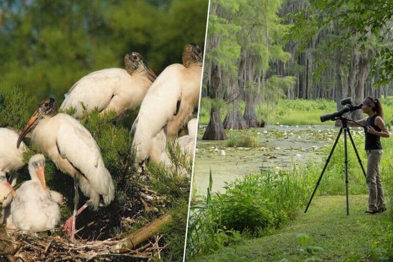 Un santuario privado de Florida protege a 275 cigüeñas de bosque