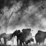 Ghost Elephants, el documental de Werner Herzog, asegura su distribución doméstica