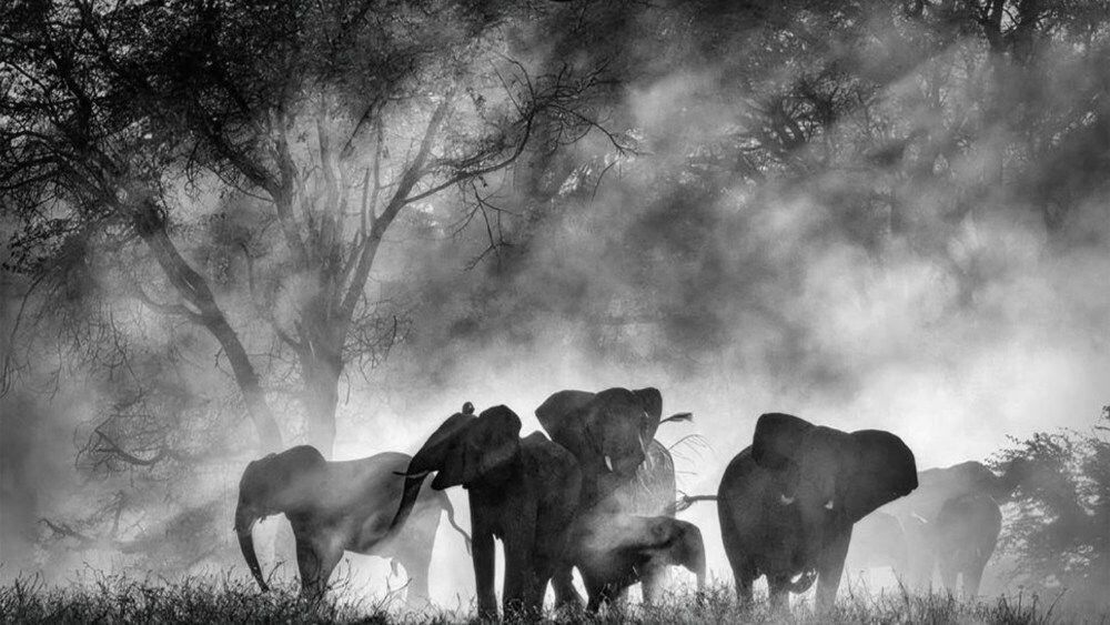 Ghost Elephants, el documental de Werner Herzog, asegura su distribución doméstica Ghost Elephants, el documental de Werner Herzog, asegura su distribución doméstica