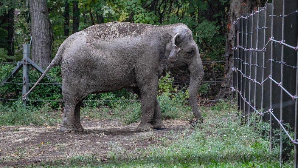 Penny Lane prepara un documental sobre Happy, la elefanta del zoo del Bronx Penny Lane prepara un documental sobre Happy, la elefanta del zoo del Bronx